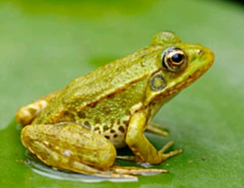 grenouille