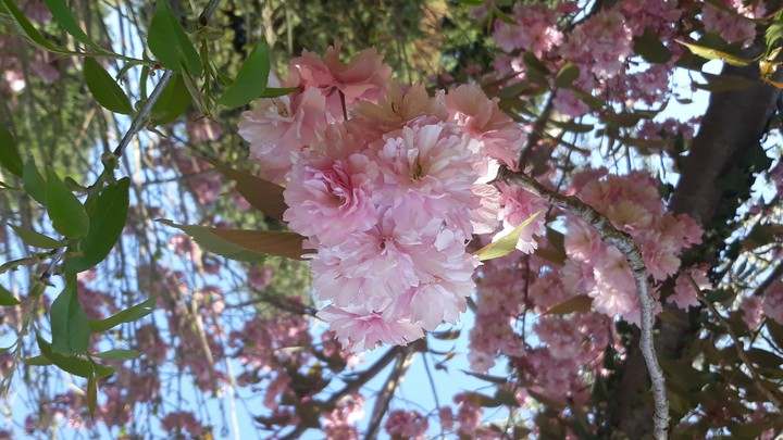 Blossem tree pink
