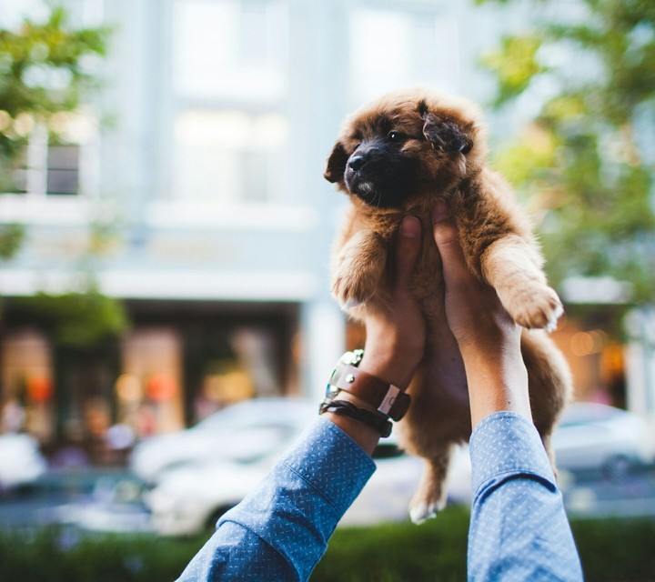 Puppy