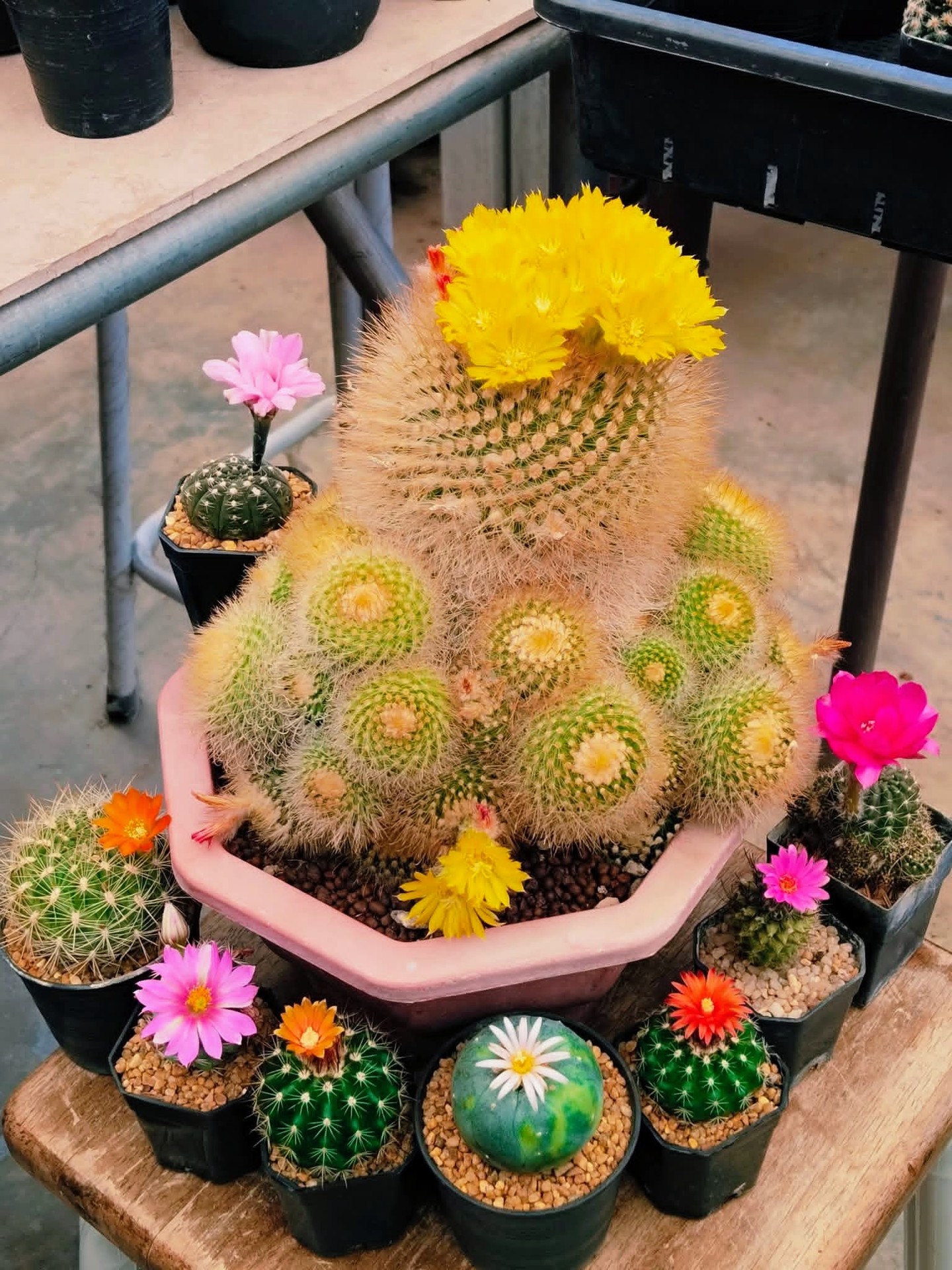 тапети flowerpot, floristry