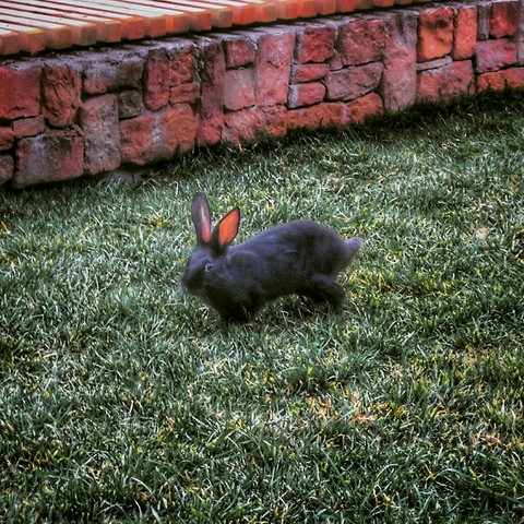 rabbit