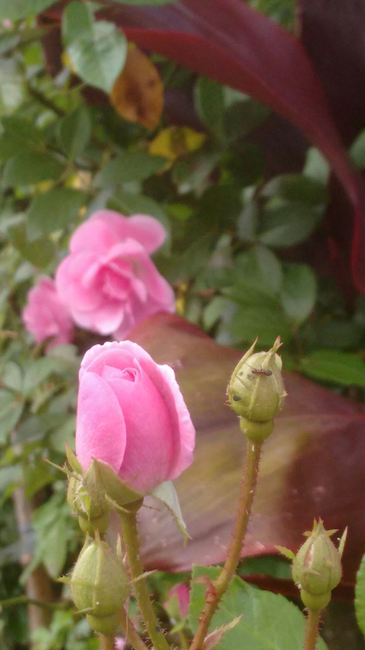 flor