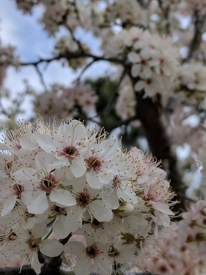 springtime