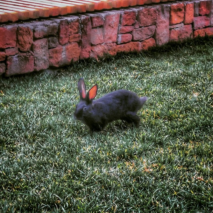 rabbit