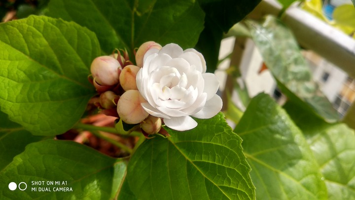 Glory Bower

Clerodendrum chinense