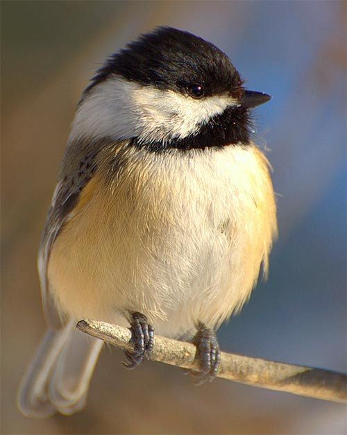 bird