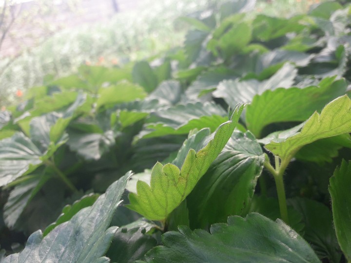 green
