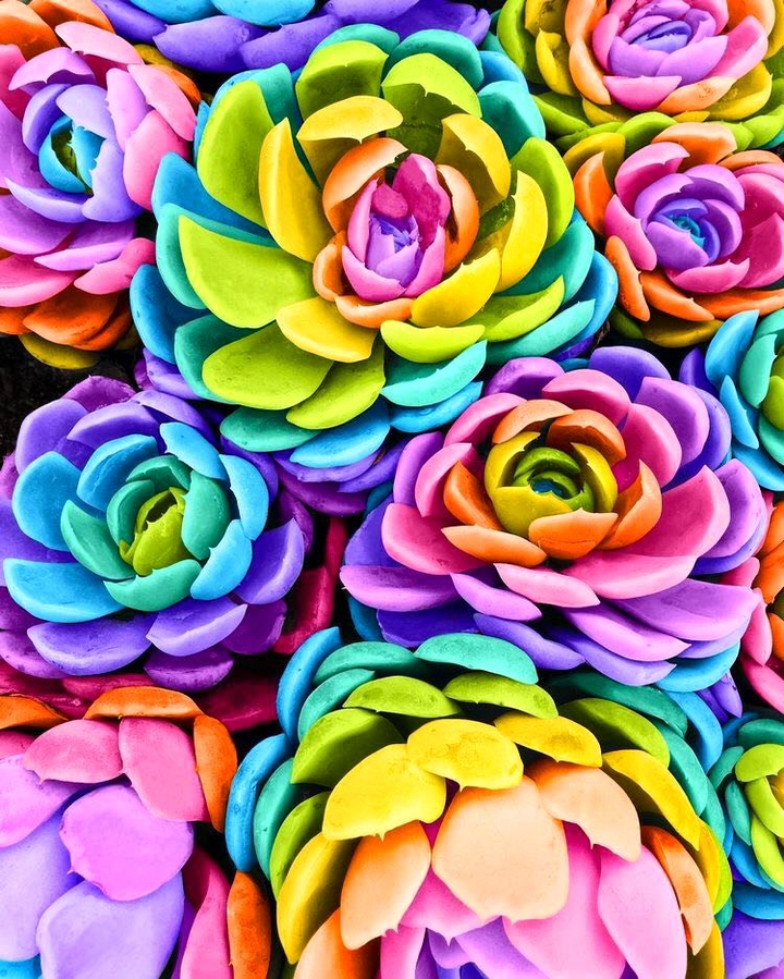 Colorful Flowers