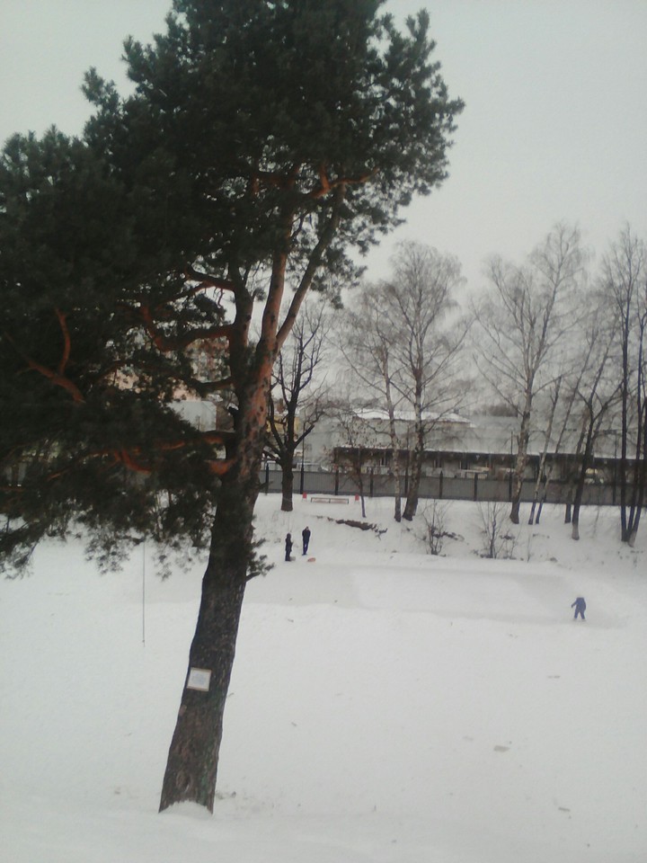 Что это за дерево?(загадка)