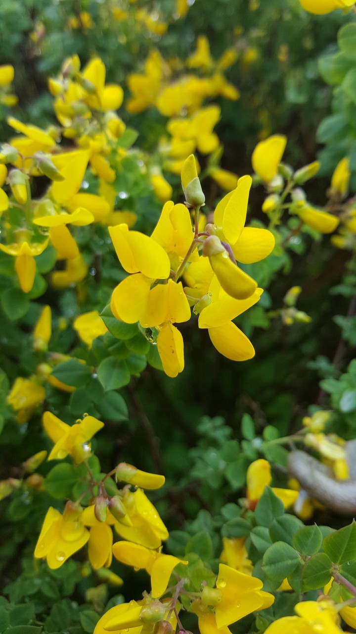 Morning yellow