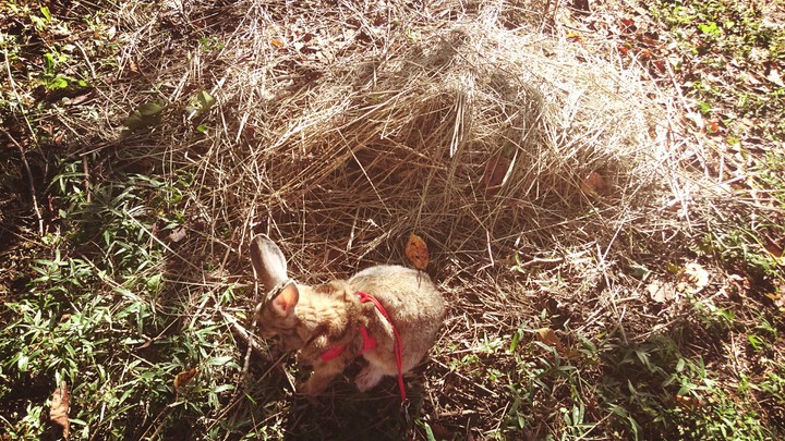 rabbit