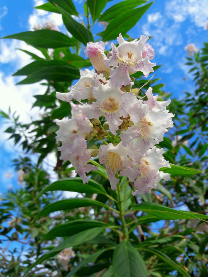 Flower Tops
