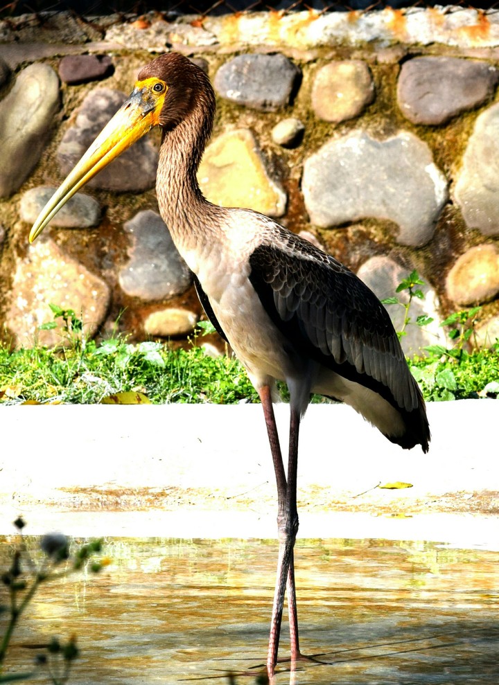 beautiful bird