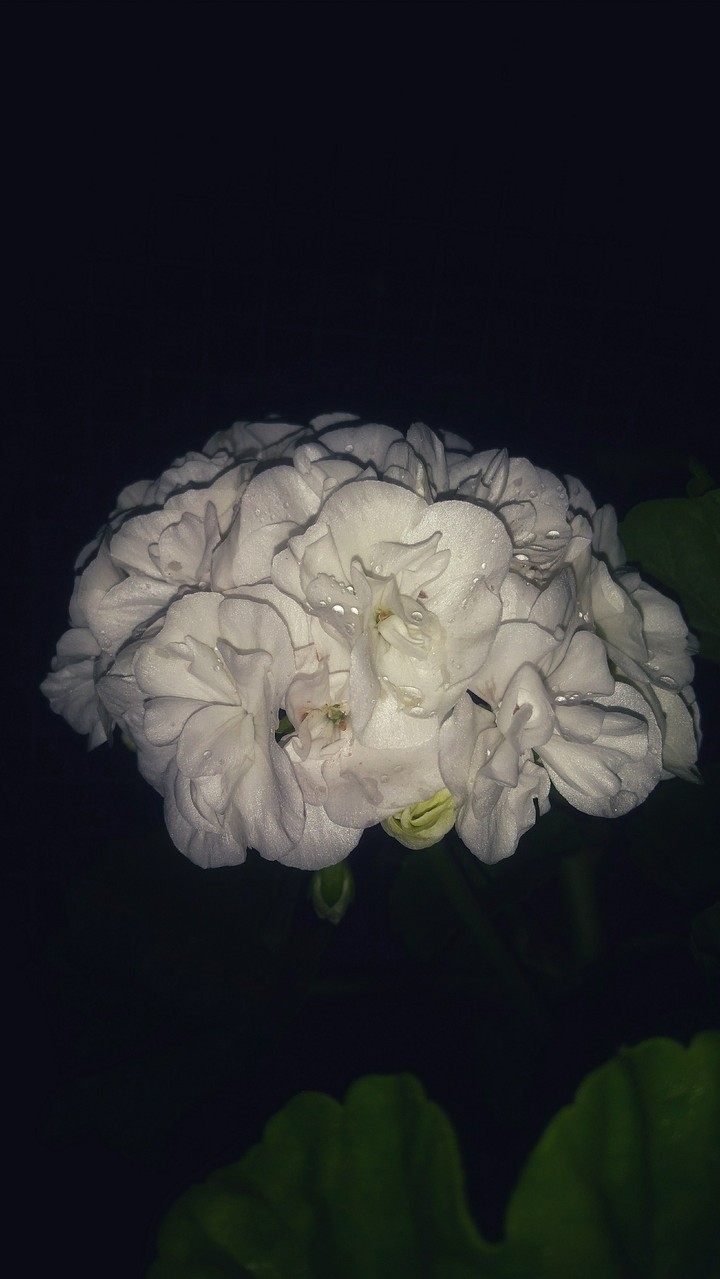 white flower