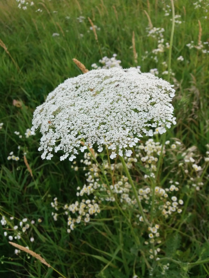 meadow