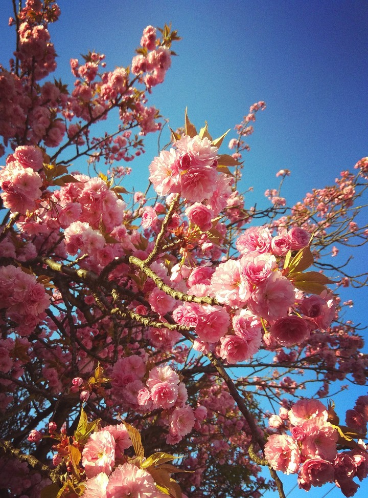 Sakura