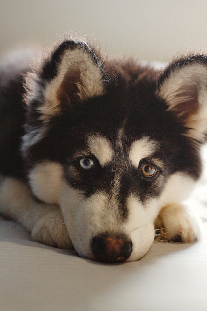 Good Dog
