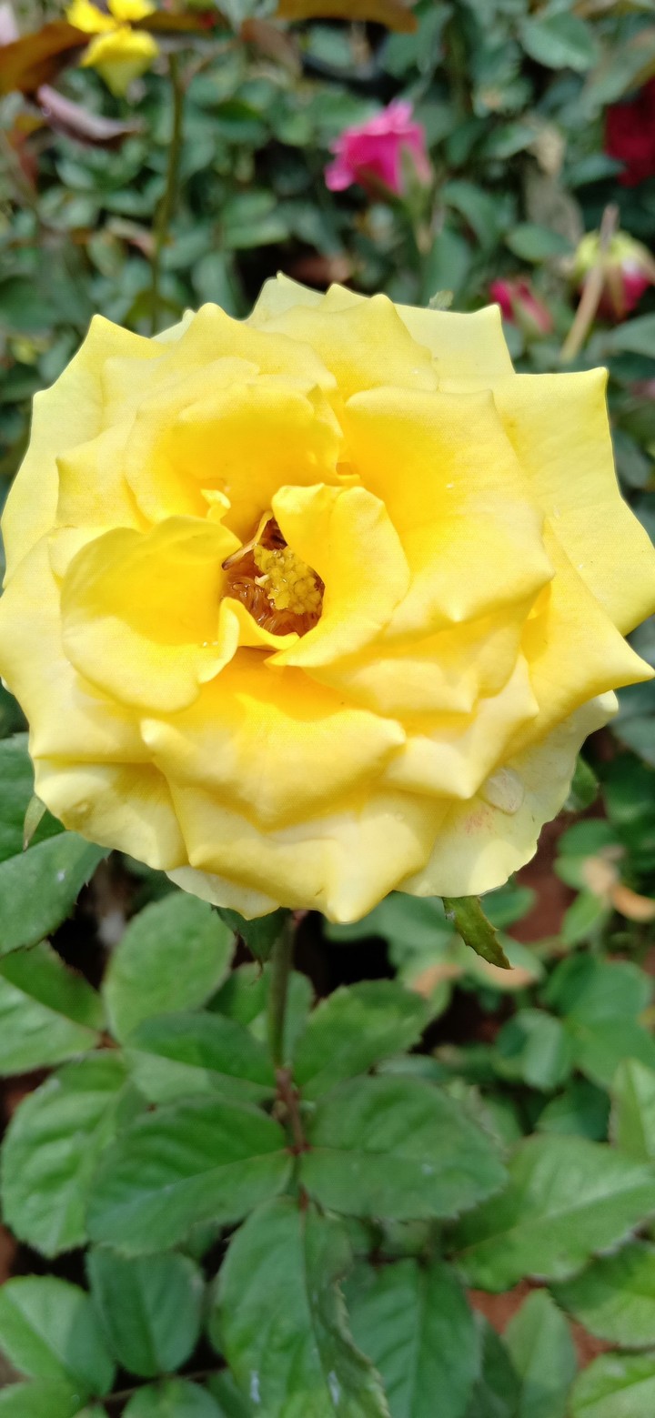 yellow rose