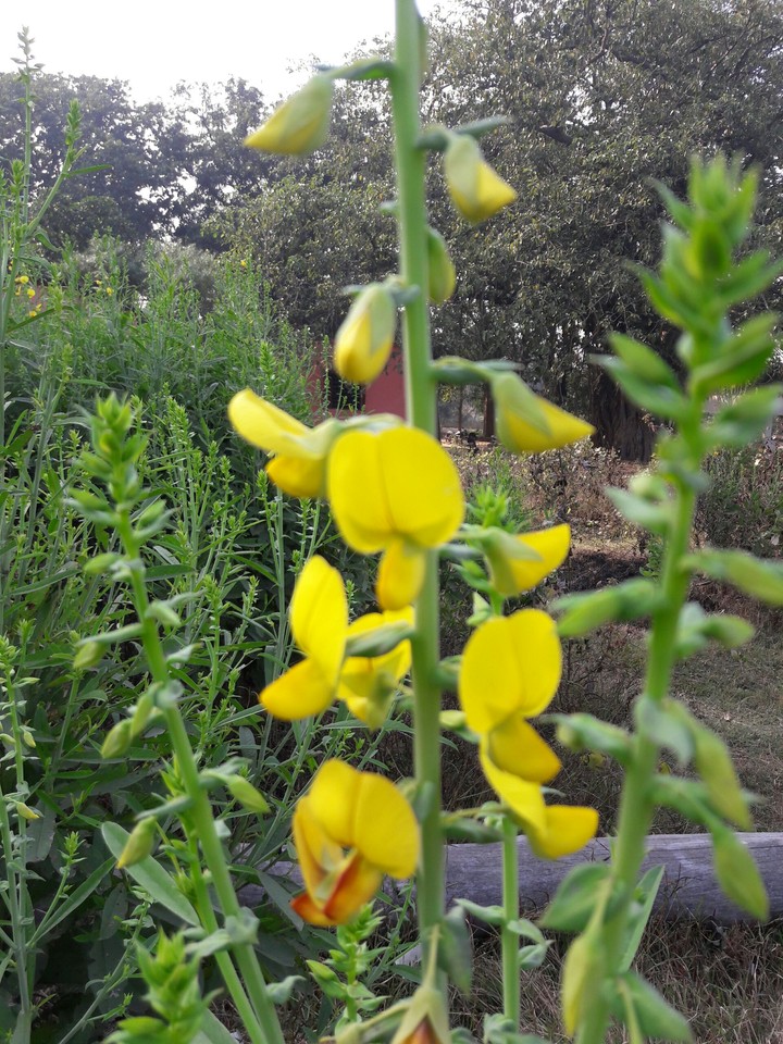 yellow flower