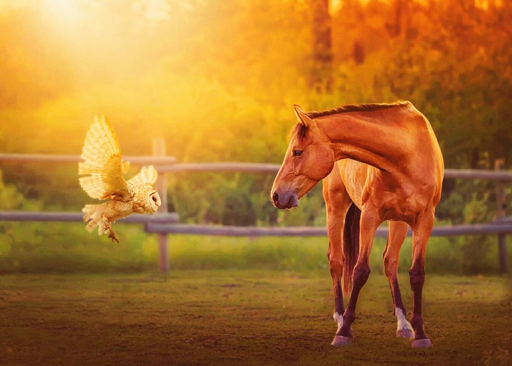 a owl and a horse