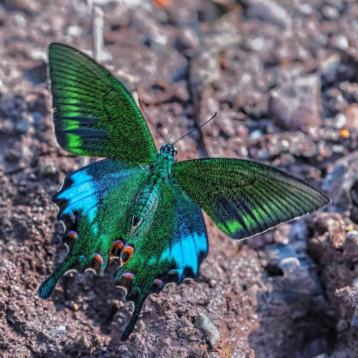 Butterfly