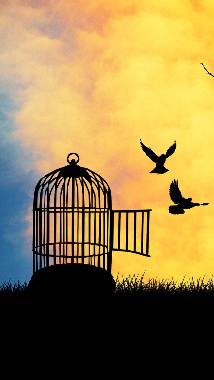 Freedom | Caught birds