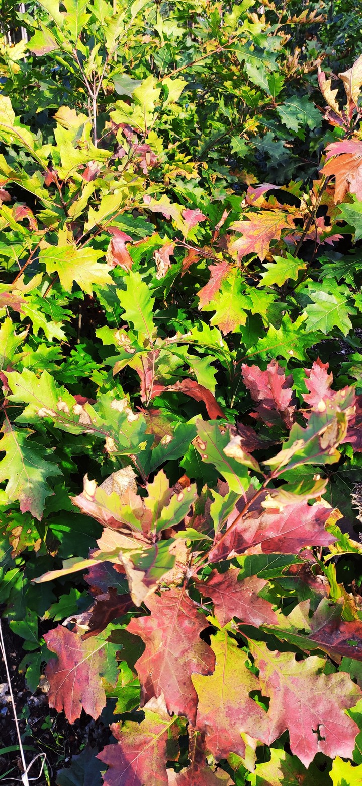 fall