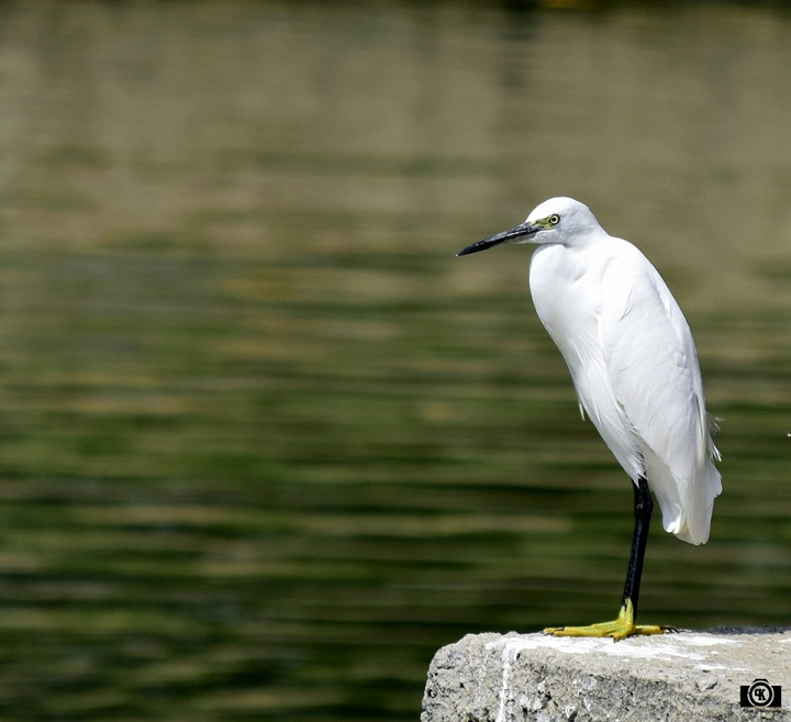 Little Egret bird