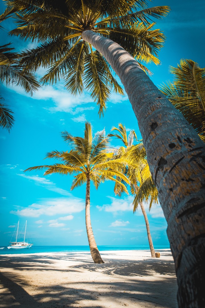 Tropical Summer