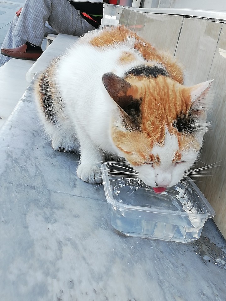 kedi