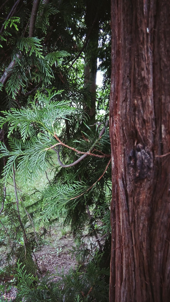 tree