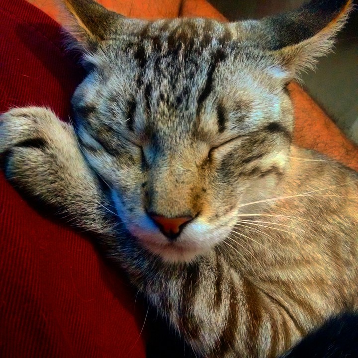 cat