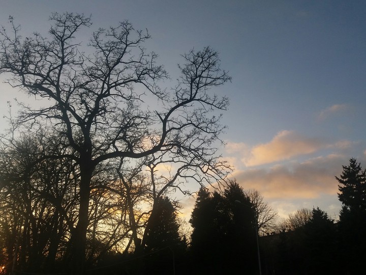 Trees in the sunset