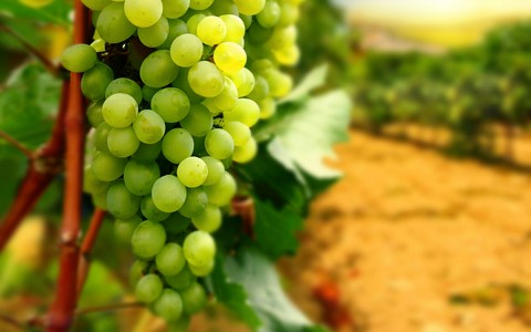 Grapes bunch