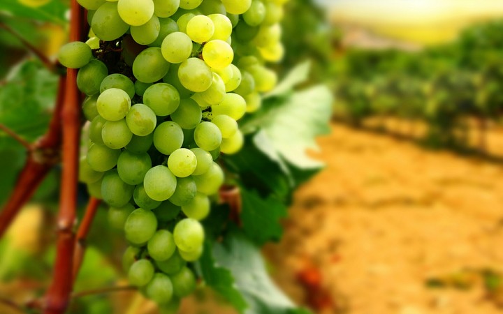 Grapes bunch