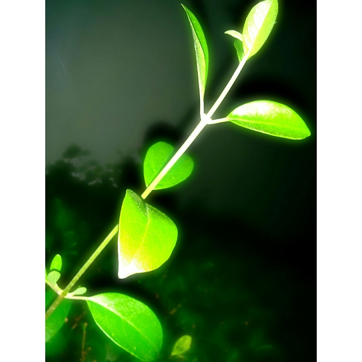 Stem Focus