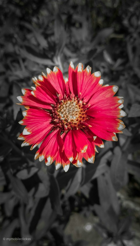Red flower