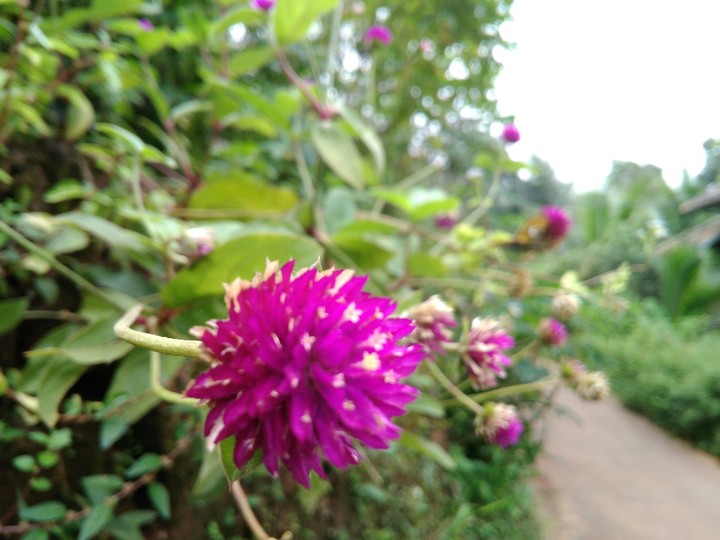 flowers