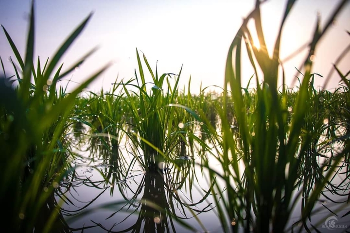Rice Seedlings
