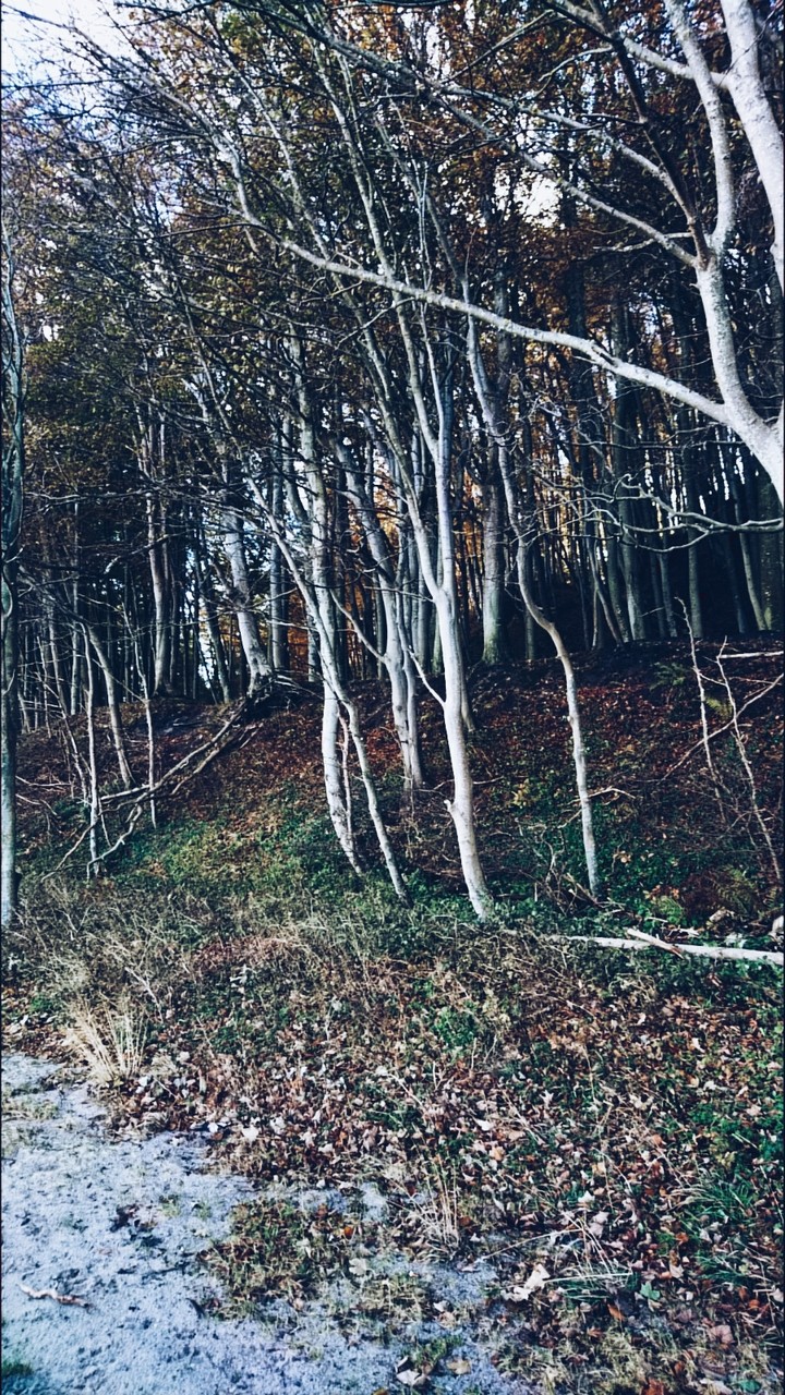 Las - Woods