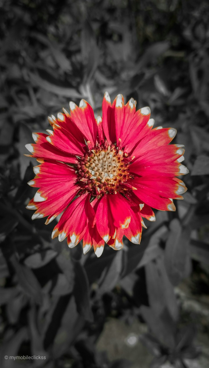 Red flower