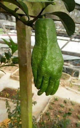 Avocado ? :)
