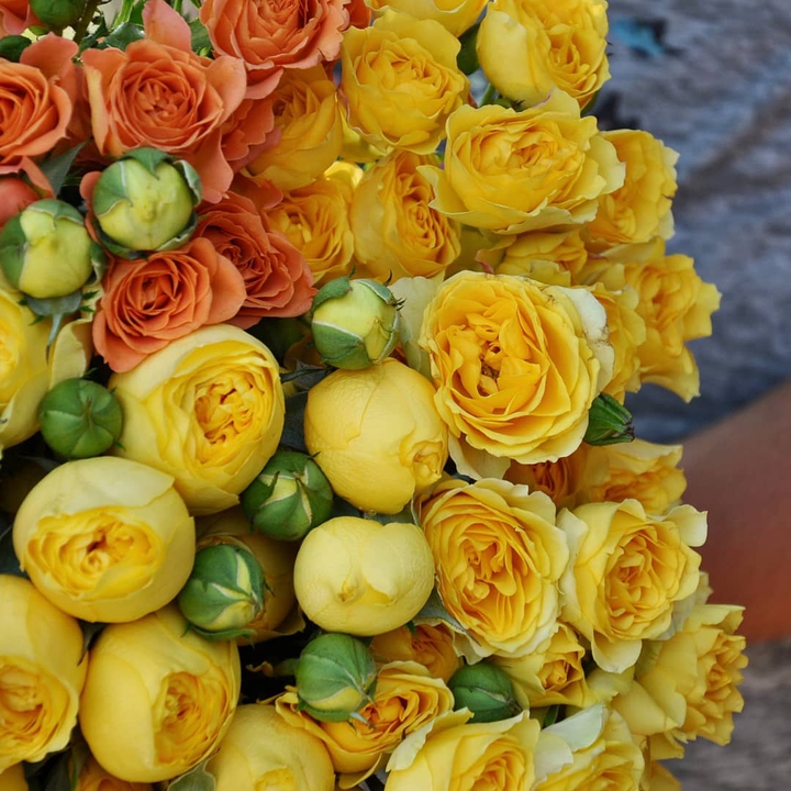 yellow rose