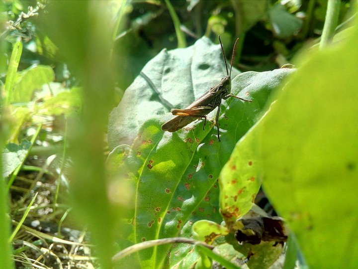 кузнец