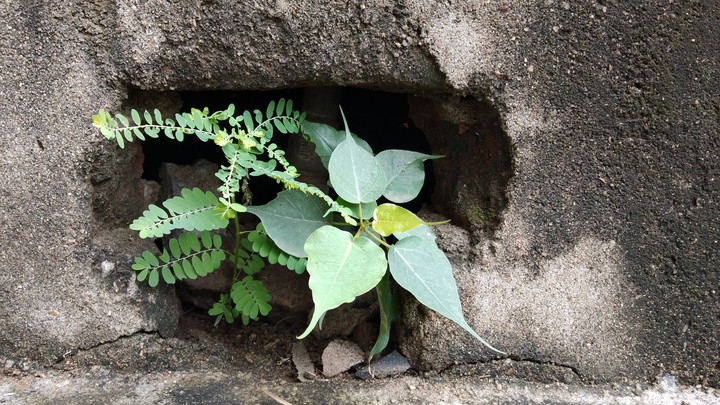 nature in a concrete jungle