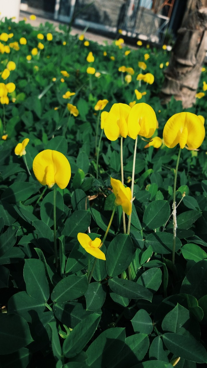 yellow flower