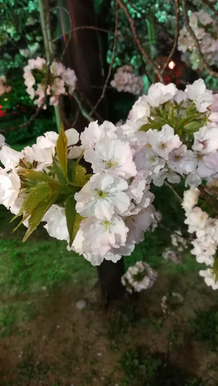 Cherryblossom in Osaka