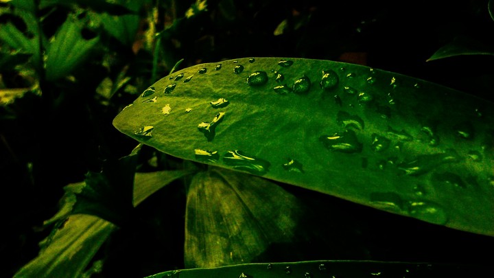 "Rain Droplets"