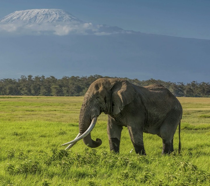 elephant