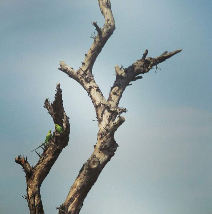 tree n parrot